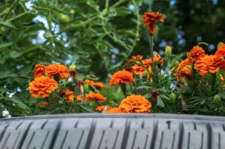 orange marigolds